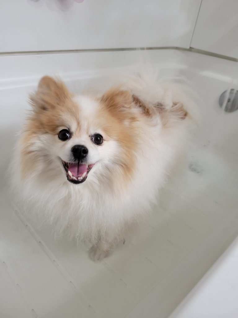 Tan and white pomeranian sits in bathtub