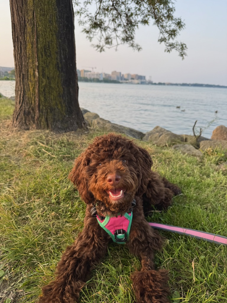 Medium-size brown doodle sits outside on the grass with a lake background