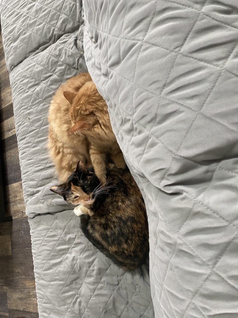 One orange cat and one brown cat lay next to each other on a gray couch