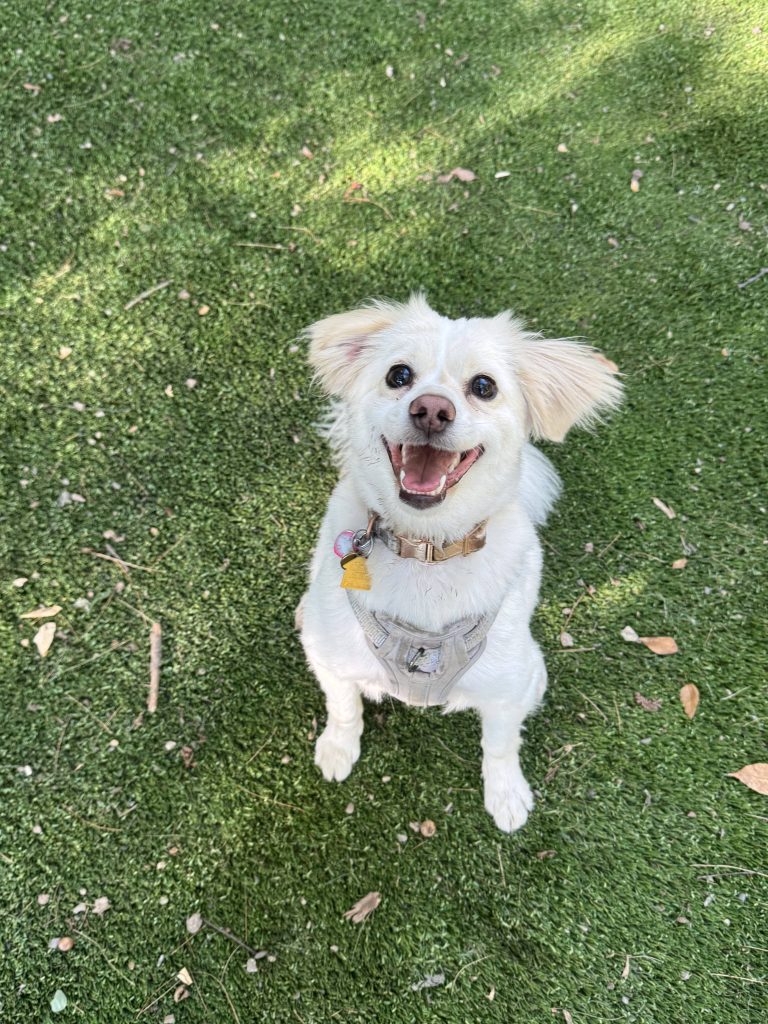 Small white pomeranian sits outside on the grass