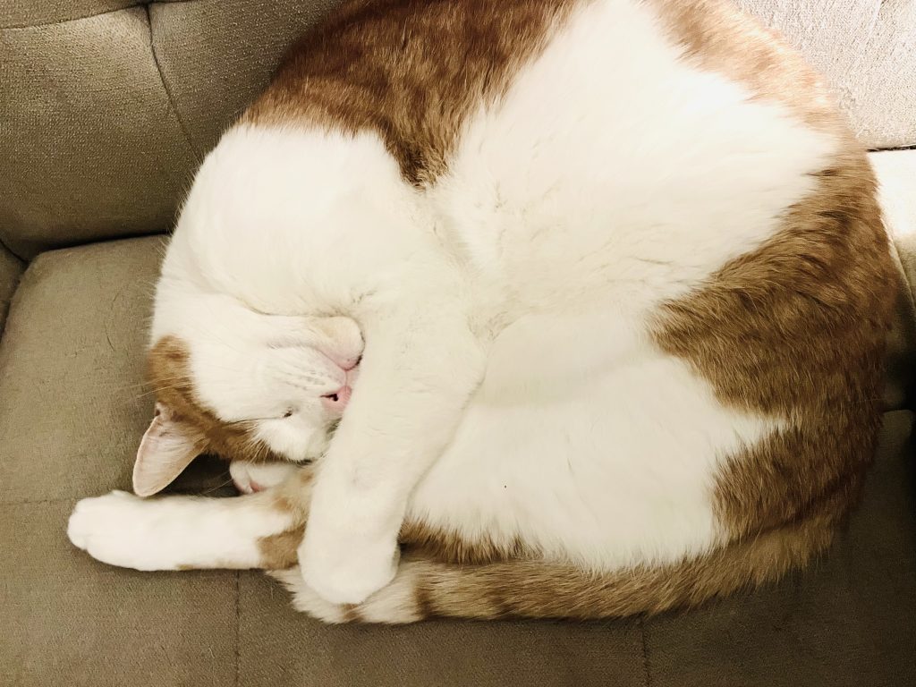 Large orange and white cat curled up on a tan couch