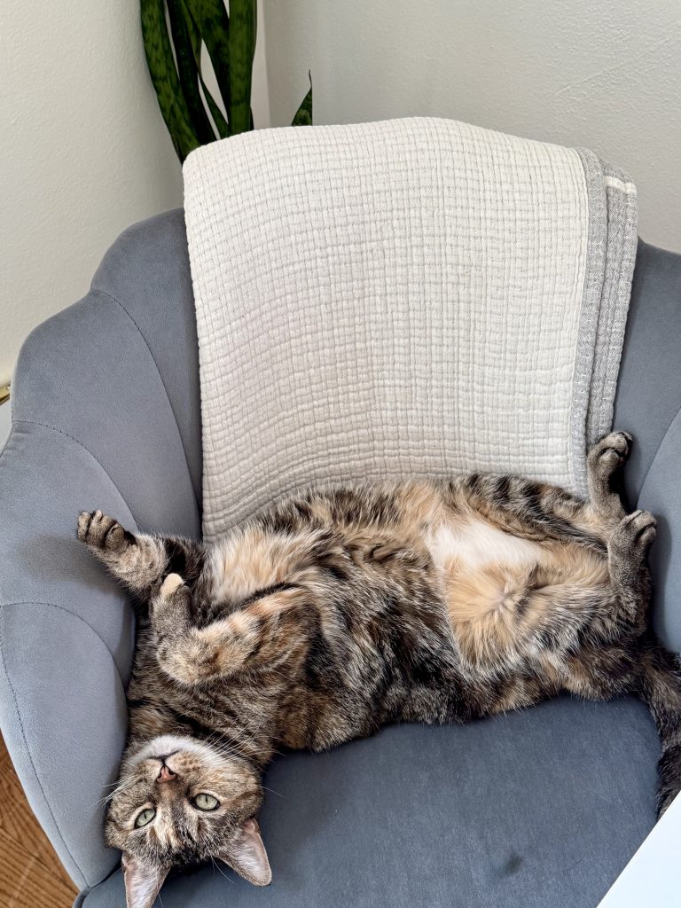 Large brown and white cat lays on its back on a light gray chair
