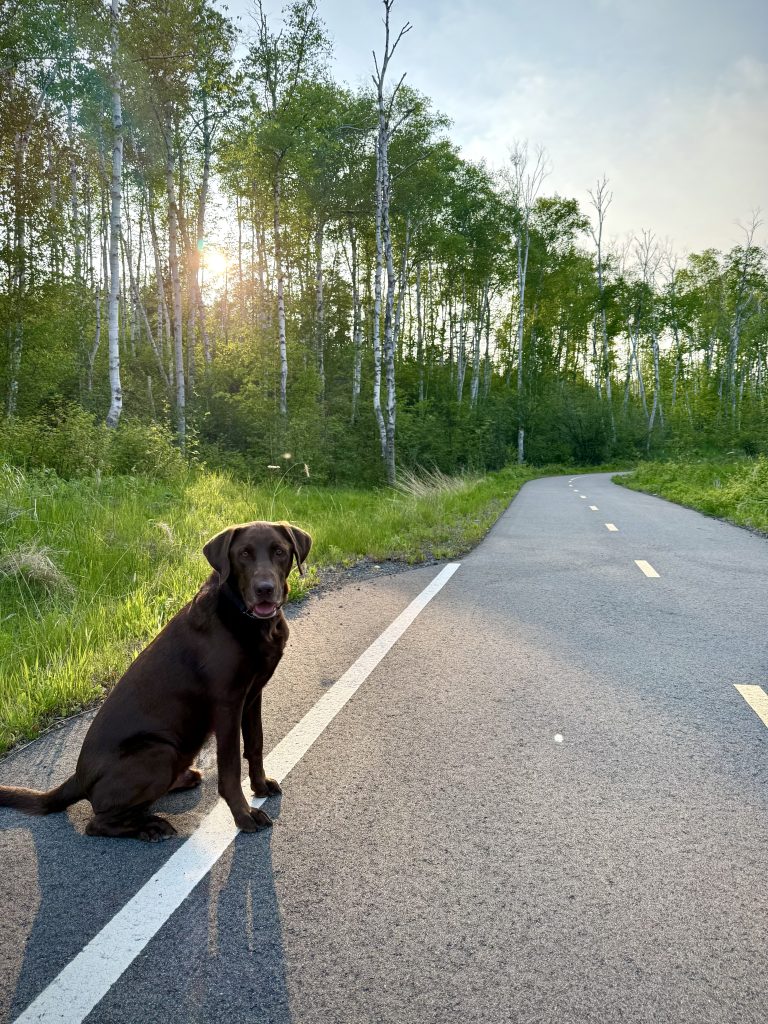 Large chocolate lab sitting outside on the side of the road with a forest background