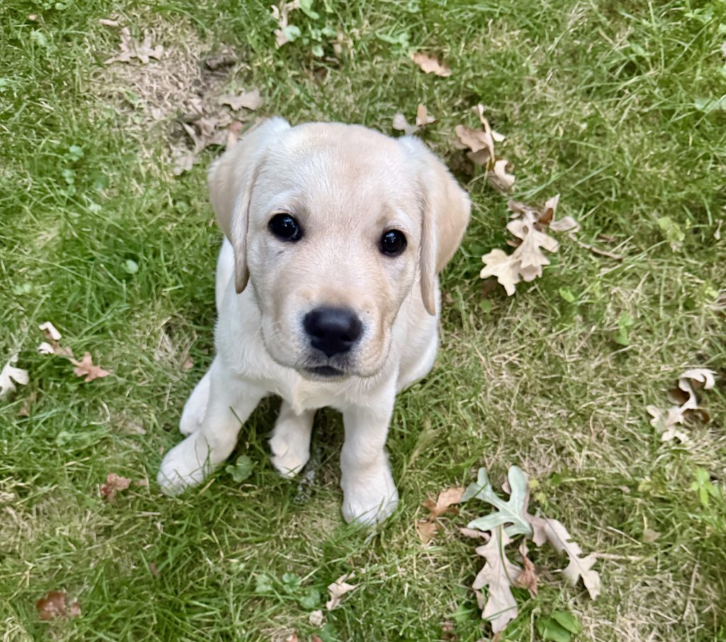 Baby yellow lab sits outside on the grass