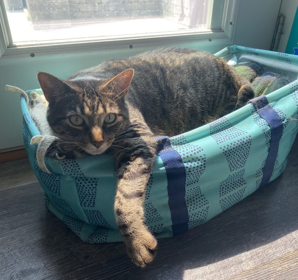 Large brown cat lays in a basket under a window
