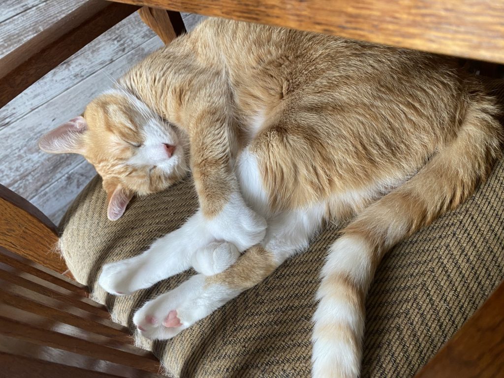 Medium-sized orange and white cat curled up on a tan chair