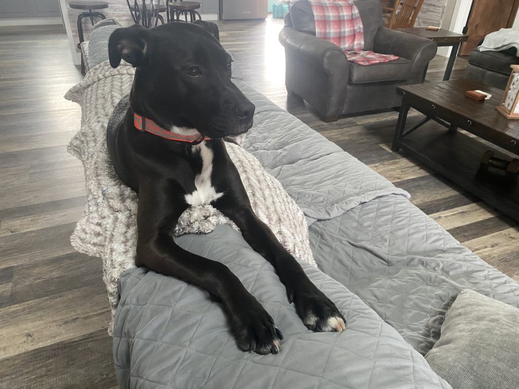 Large brown and white dog sits on the back of a light gray couch