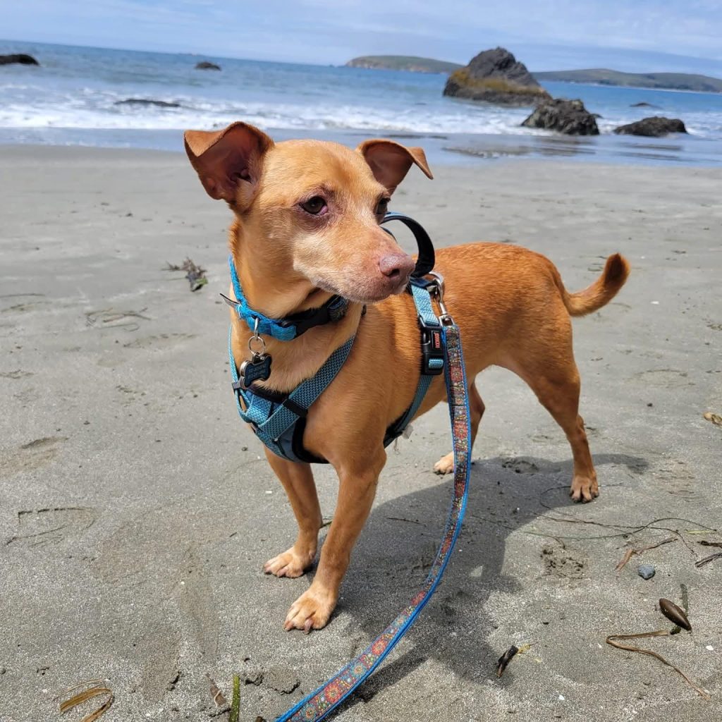 Small, light brown terrier stands on the beach wearing a blue harness