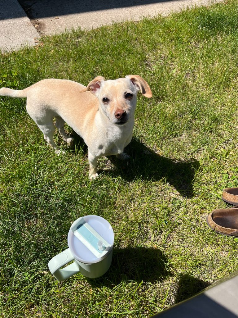 Small, light tan terrier stands outside on the grass