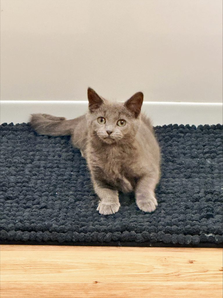Small, light gray/brown cat sits on a blue rug